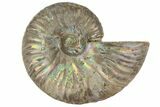 2 1/2" Silver Iridescent Ammonite Fossils - Photo 3